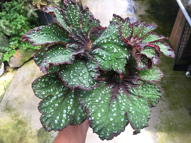B. ‘Ryoku-Ha’
